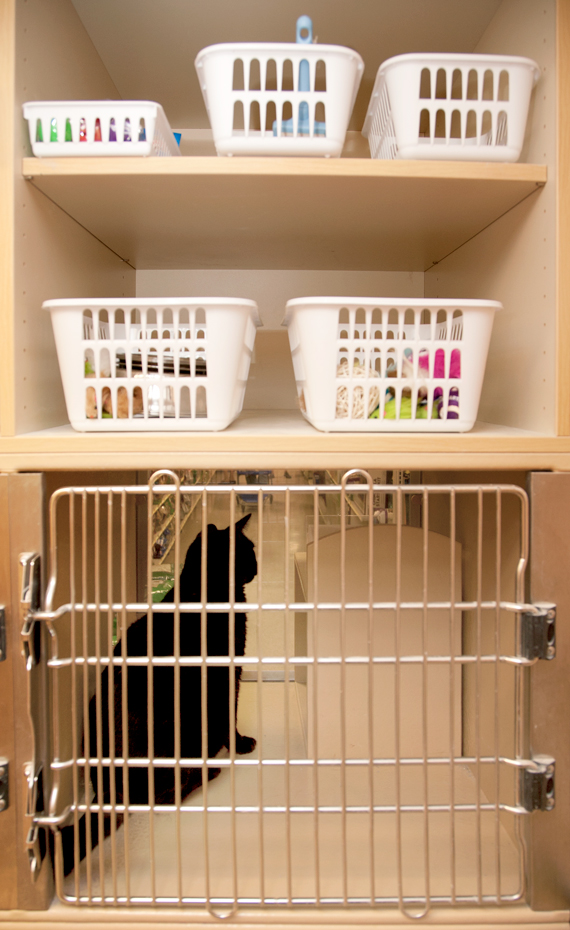 1606-1607-1608-1609-CatShelter