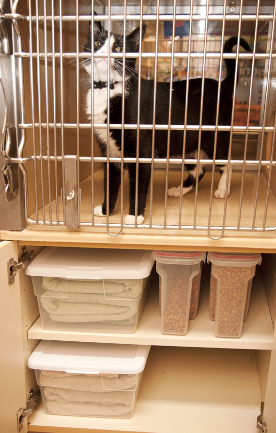 1644-0316-Cat-Shelter