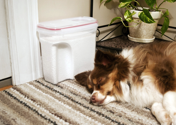 Sterilite-RockSalt-PetSafety