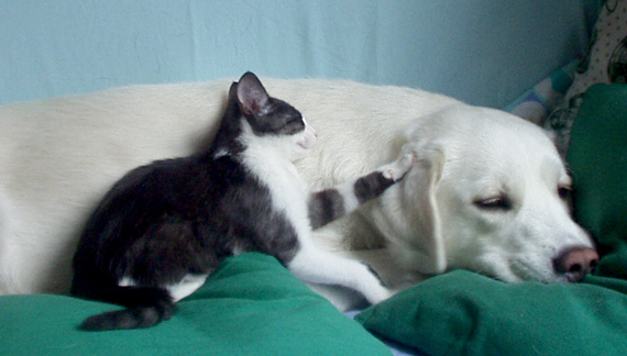 Top-two-brothers-1369404 Top-two-brothers-1369404