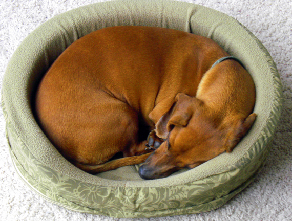 BED-curled-up-sleeping-dog-1349553 BED-curled-up-sleeping-dog-1349553