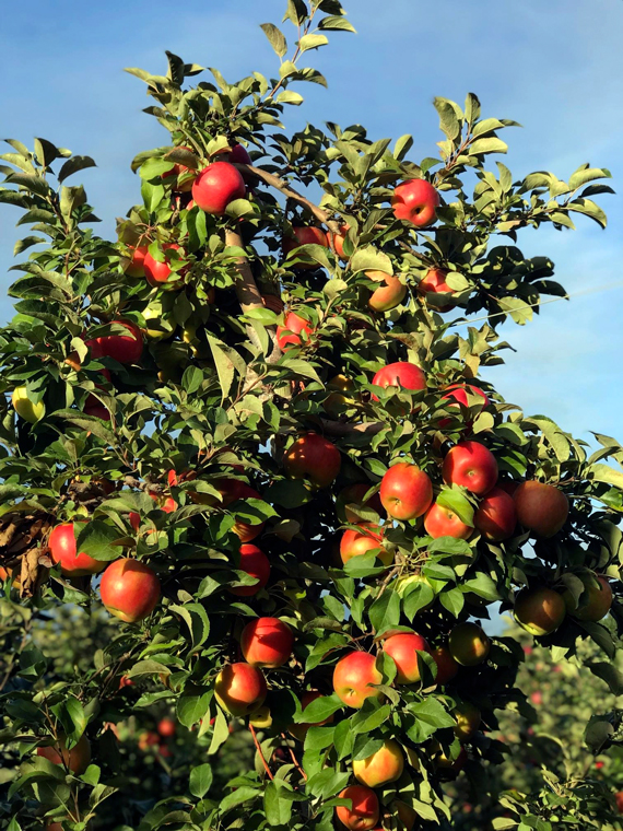 Apple-Picking Apple-Picking