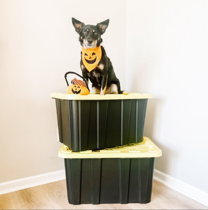 5065-Chaitotherescue 5065-Chaitotherescue